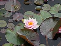 Nenuphars (prise a Giroussens, Jardin des Martels)(4)